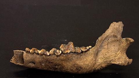 Uno de los huesos del lobo ancestral encontrado en Siberia (Love Dalén)