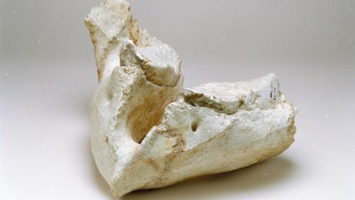 Restos de mamut situados en el Museo de los Orígenes (Madrid)