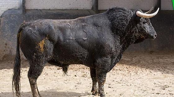 Tercer toro
