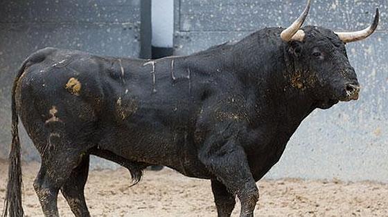Sexto toro
