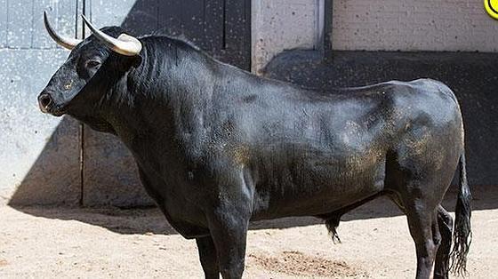 Primer toro
