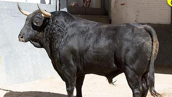 Segundo toro
