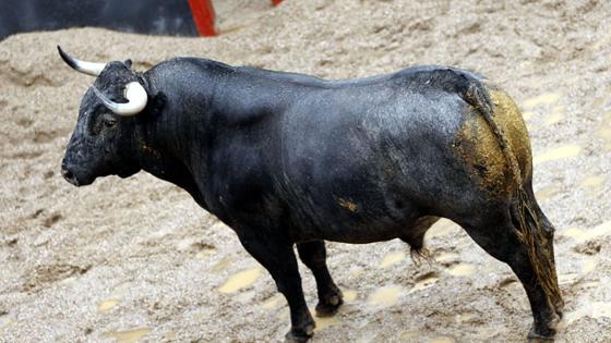 Segundo toro