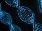 La edición genética con la técnica CRISPR/Cas9 no está exenta de efectos secundarios
