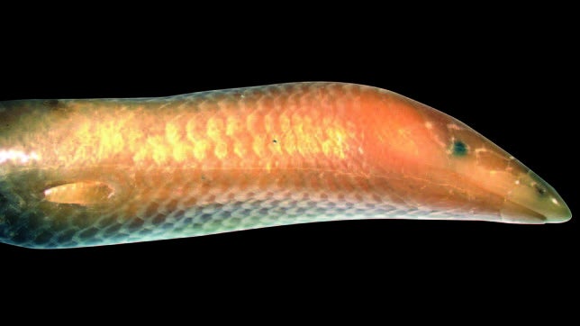 «Moby Dick», una nueva especie descubierta en Madagascar