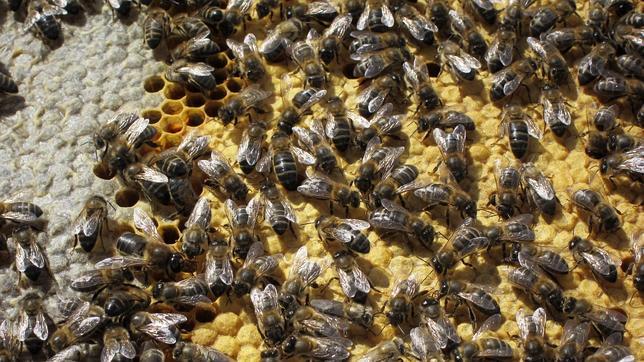 Los pesticidas afectan al sistema nervioso de las abejas, provocándoles, incluso, la muerte