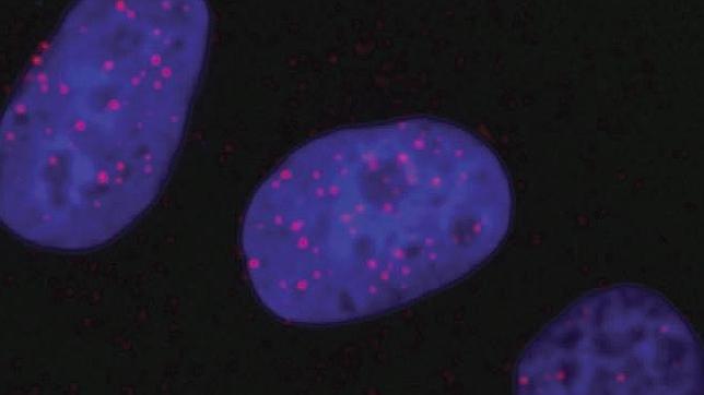 Descubierta la cuádruple hélice de ADN