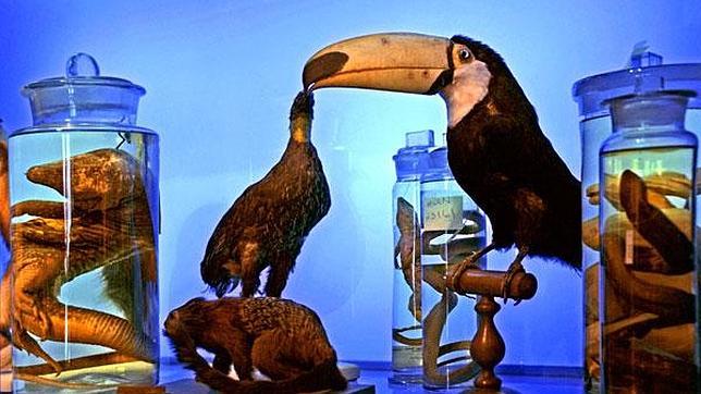 Descubre los «Tesoros del Amazonas» en el Museo Nacional de Ciencias  Naturales