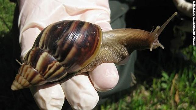Florida sufre una plaga de caracoles africanos gigantes de tierra