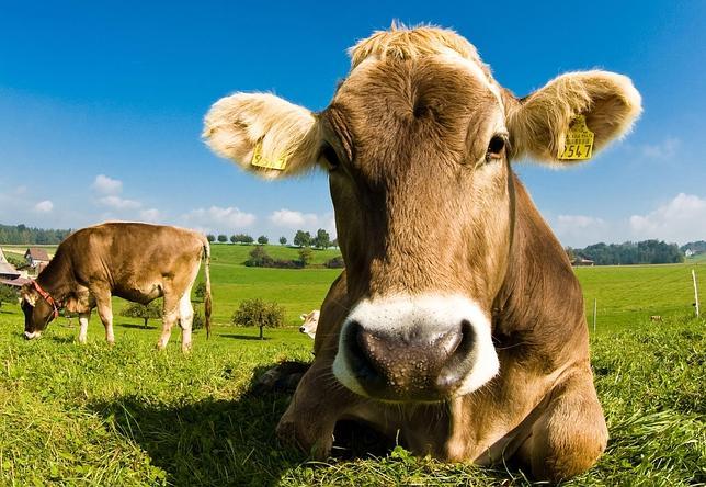 Científicos alteran genéticamente una raza de vacas para que nazcan sin  cuernos