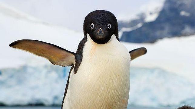 Los huesos de los pingüinos son más densos