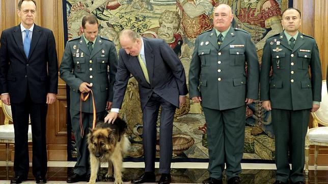 Ajax, el primer animal al que el Rey recibe en audiencia