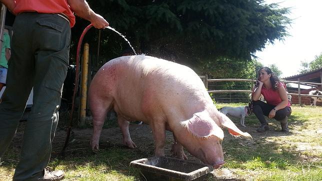 El cerdo Antón vive ahora en la Granja Escuela de Belelle