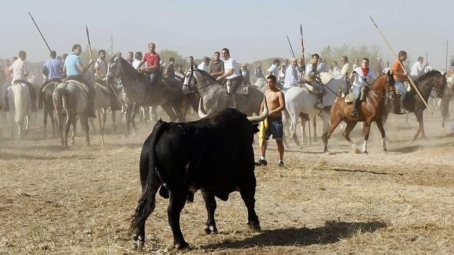 El Toro de la Vega se celebrará el próximo 17 de septiembre