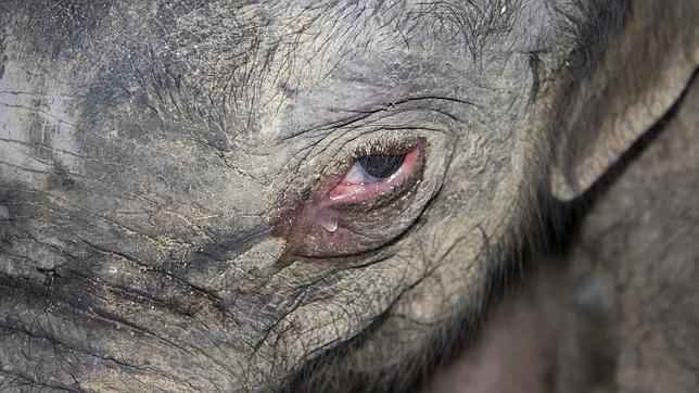 El elefante recién nacido lloró cinco horas sin parar después de que su madre lo rechazara