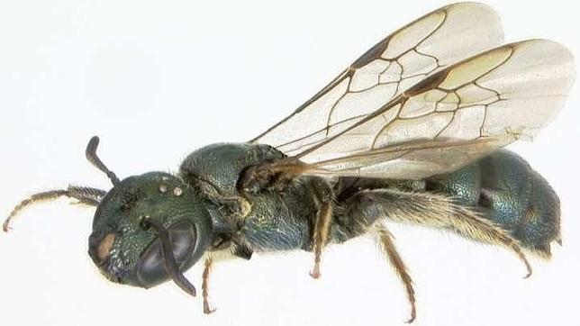 Las abejas casi se extinguen al mismo tiempo que los dinosaurios