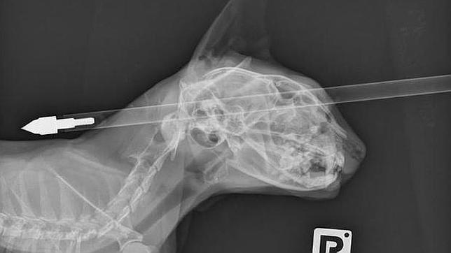 Radiografía de la flecha alojada en la cabeza de Moo Moo