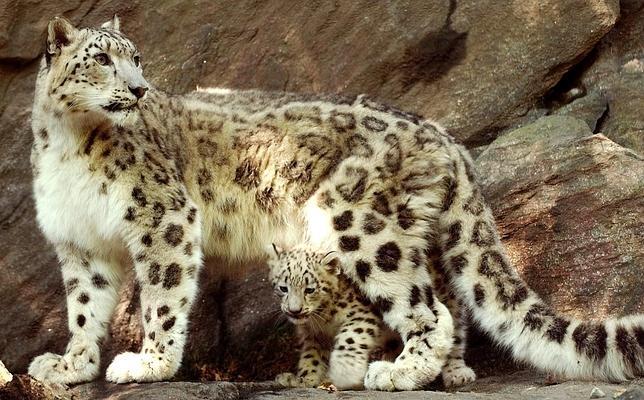 La antigua especie se parecía al moderno leopardo de las nieves