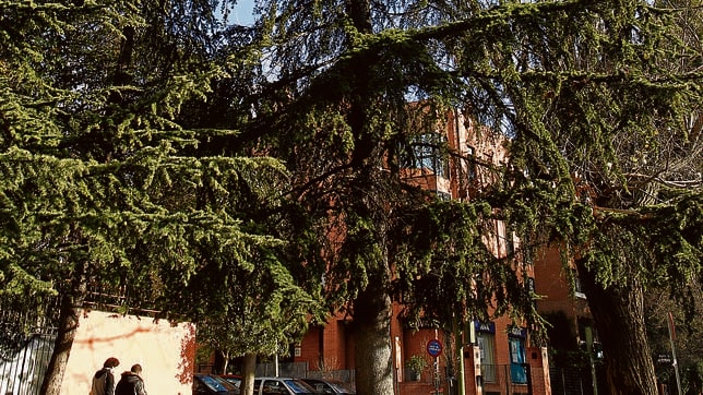 Escudo» para más de 5.200 árboles de Madrid