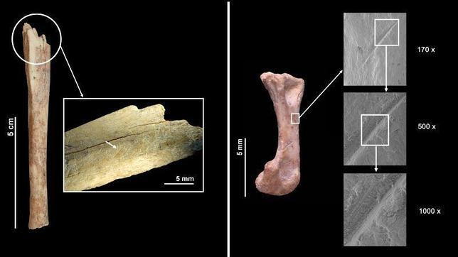 Los neandertales comían gatos salvajes
