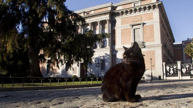 Repudia a su gato por ser gay