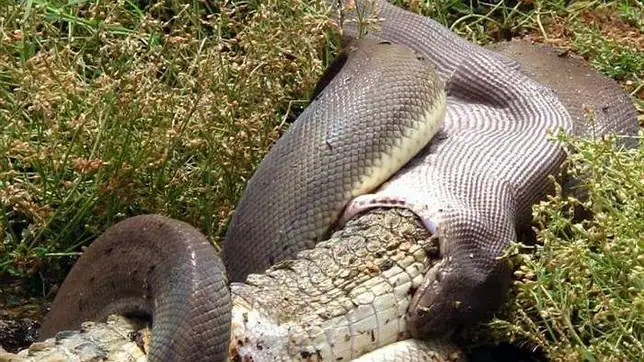La pitón que se comió al cocodrilo australiano tardará dos semanas en volver a deslizarse