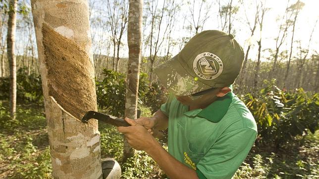 Los árboles de los que se extrae aceite de plama o caucho están proliferando en la región Asia-Pacífico