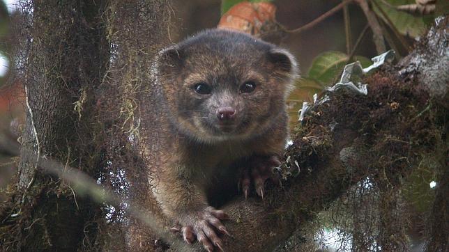 «Top 10» de las especies más impactantes del año