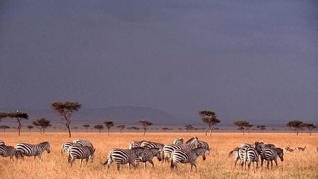 La Cebra Es El Animal Que Realiza La Mayor Migracion Terrestre Conocida En Africa