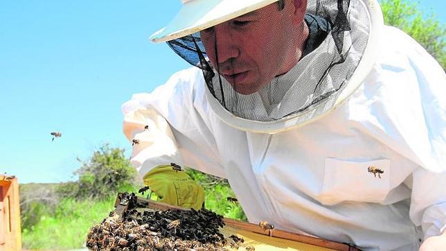 Las abejas buscan «refugio» en el Ayuntamiento de Madrid