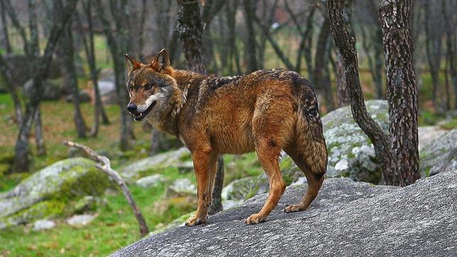 Las poblaciones de oso pardo, lobo, glotón, lince euroasiático y lince ibérico han aumentado en la UE en la última década
