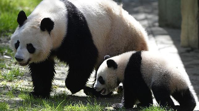 Como Sobreviven Los Osos Panda A Base De Bambu