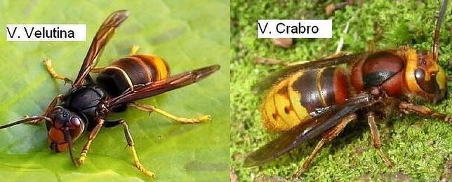 El avispón asiático ataca a las abejas comunes para criar a sus larvas