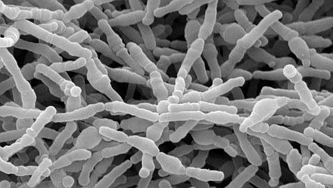 La dieta a edades tempranas modifica las bacterias del intestino
