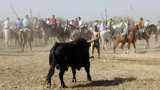 La celebración del Toro de la Vega