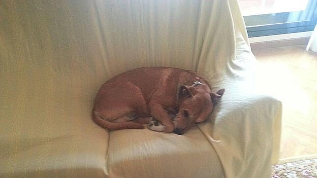 Fotografía del perro de María Teresa Romero y Javier Limón