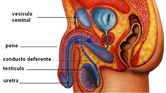 Cuanto Sabes Del Aparato Reproductor Masculino