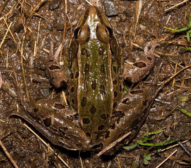 Nueva especie de rana leopardo macho, llamada Rana kauffeldi, hallada en Nueva York