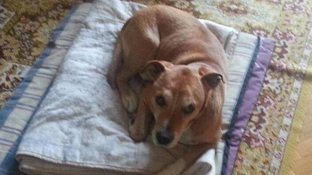 El perro Excálibur que fue sacrificado