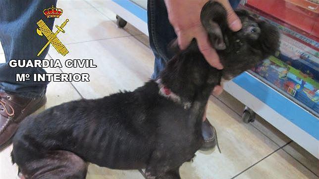 El perro hallado por los miembros del SEPRONA