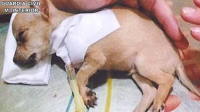 Uno de los canes vendidos que precisó de atención veterinaria