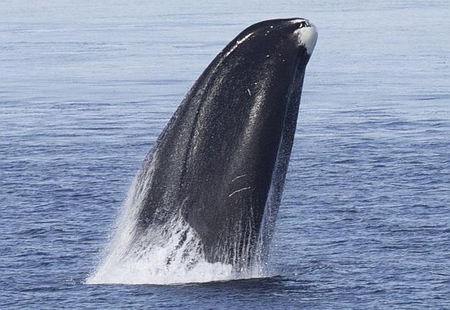 La cabeza de una ballena boreal