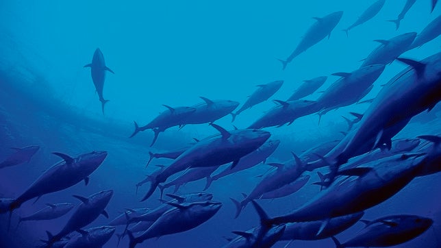 Un cardumen de atunes en el mar Mediterráneo