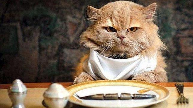 Gatos Los Más Exquisitos