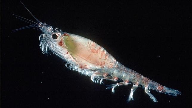 El krill es un pequeño crustáceo