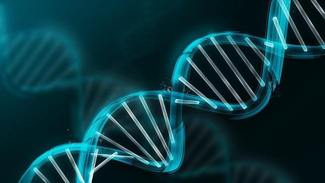 Cualquier célula del cuerpo humano posee un conjunto completo de ADN