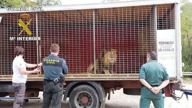 Mas De 10 000 Animales Exoticos Han Sido Rescatados En La Ultima Decada En Espana