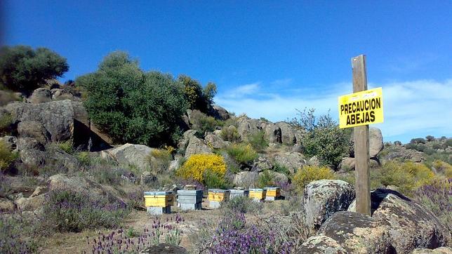 Un hombre sobrevive tras recibir este viernes entre 500 y 1.000 picaduras de un enjambre de abejas