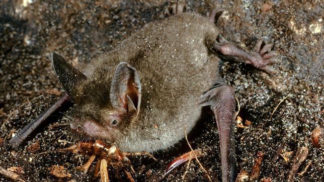La nueva especie de murciélago, «Mystacina miocenalis»