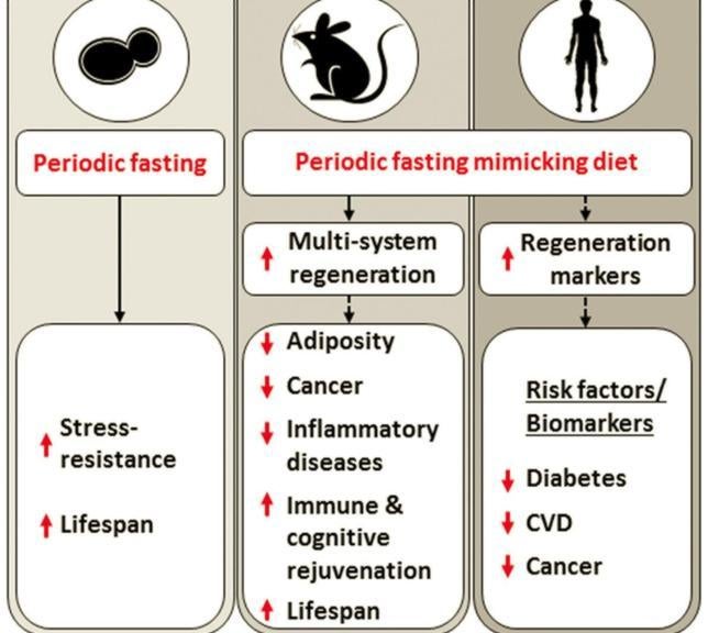 ayuno de agua y diabetes